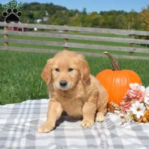 Belle, Golden Retriever Puppy