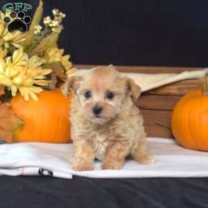 Belle, Maltipoo Puppy