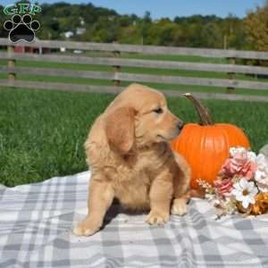 Belle, Golden Retriever Puppy