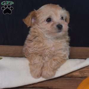 Belle, Maltipoo Puppy