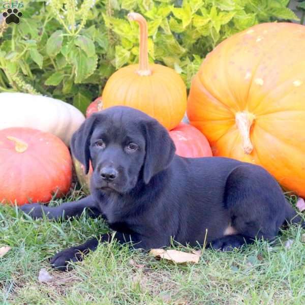 Benji, Black Labrador Retriever Puppy