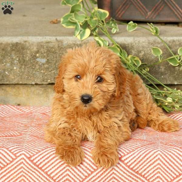 Benji, Mini Labradoodle Puppy