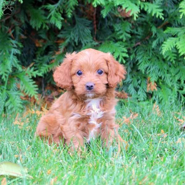 Benji, Cavapoo Puppy