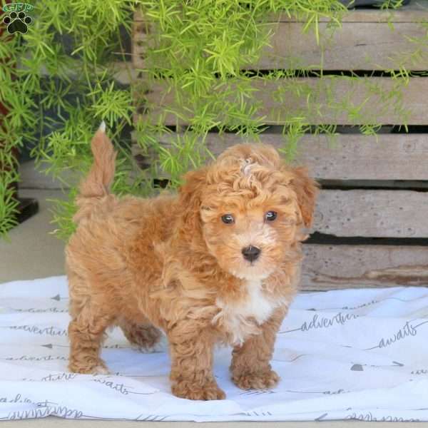 Benji, Bich-Poo Puppy