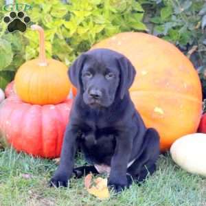 Benji, Black Labrador Retriever Puppy