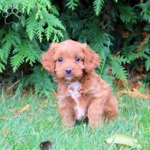 Benji, Cavapoo Puppy