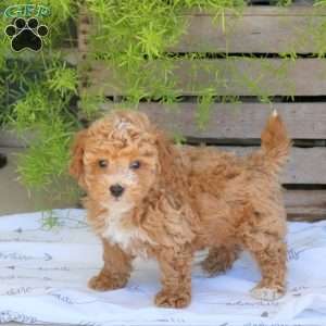 Benji, Bich-Poo Puppy