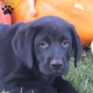 Benji, Black Labrador Retriever Puppy