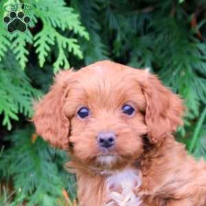 Benji, Cavapoo Puppy