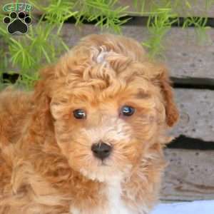 Benji, Bich-Poo Puppy