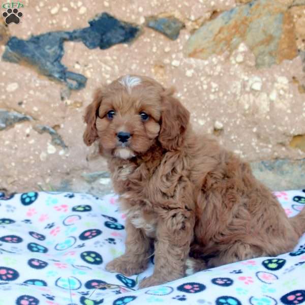Benny, Cavapoo Puppy