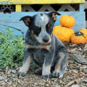 Benny, Blue Heeler – Australian Cattle Dog Puppy
