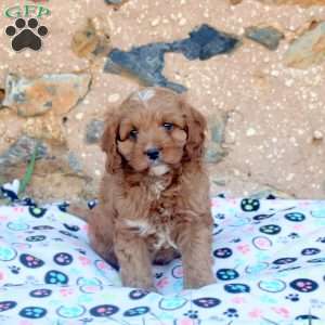 Benny, Cavapoo Puppy