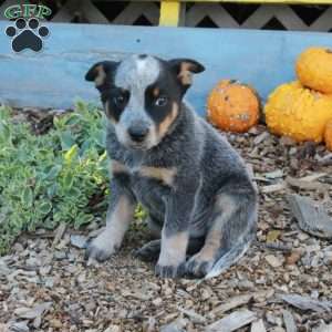 Benny, Blue Heeler – Australian Cattle Dog Puppy