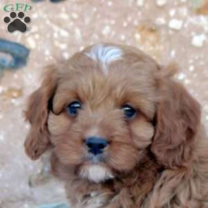 Benny, Cavapoo Puppy