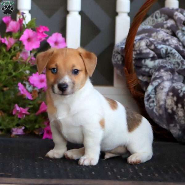 Benny, Jack Russell Mix Puppy