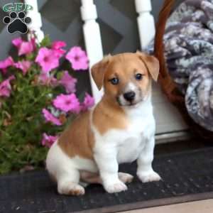 Benny, Jack Russell Mix Puppy
