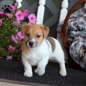 Benny, Jack Russell Mix Puppy