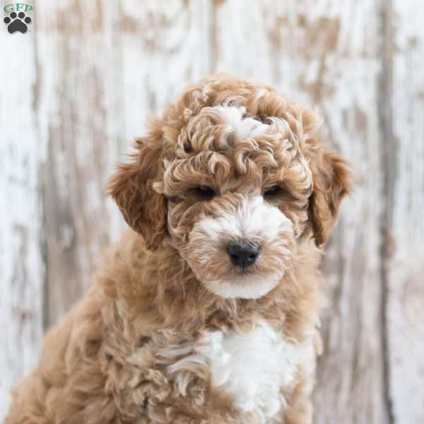Bentley, Mini Labradoodle Puppy