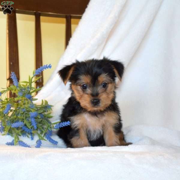 Bentley, Morkie / Yorktese Puppy