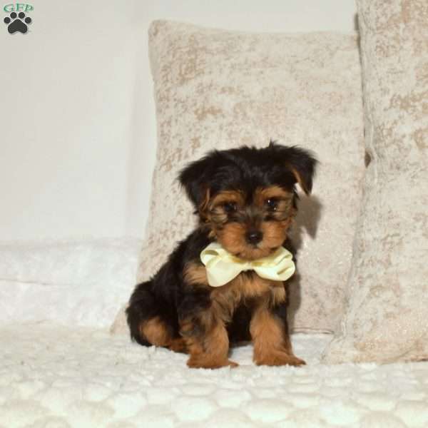 Bentley, Yorkie Puppy