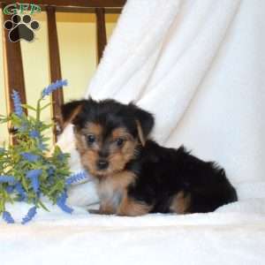 Bentley, Morkie / Yorktese Puppy