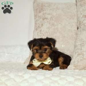 Bentley, Yorkie Puppy