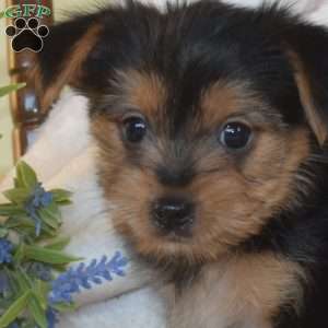 Bentley, Morkie / Yorktese Puppy