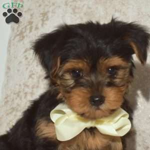 Bentley, Yorkie Puppy