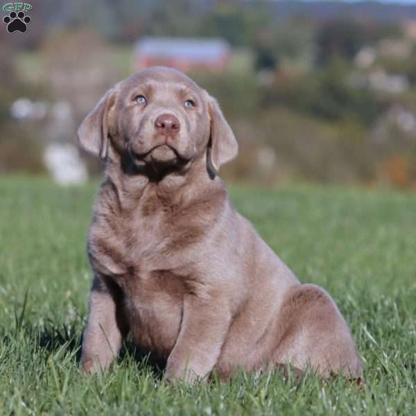 Bentley, Silver Labrador Retriever Puppy