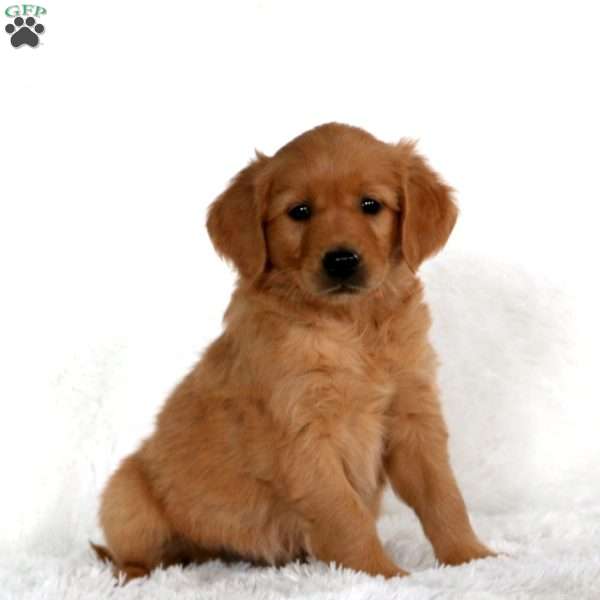 Bentley, Golden Retriever Puppy