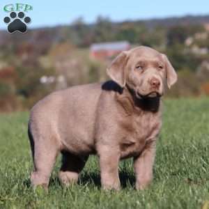 Bentley, Silver Labrador Retriever Puppy