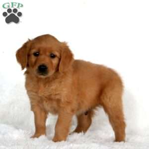 Bentley, Golden Retriever Puppy