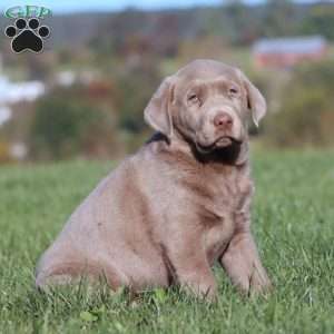 Bentley, Silver Labrador Retriever Puppy