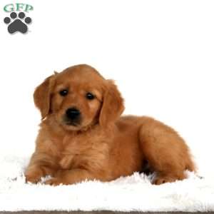 Bentley, Golden Retriever Puppy