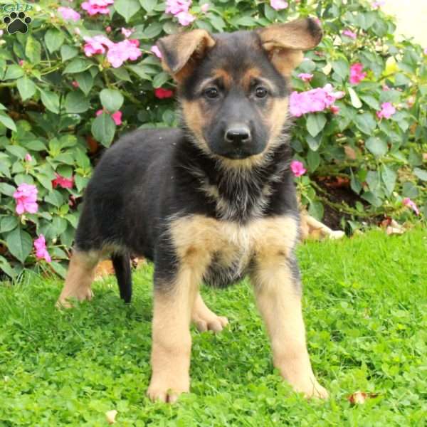 Bess, German Shepherd Puppy