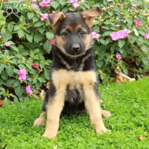 Bess, German Shepherd Puppy