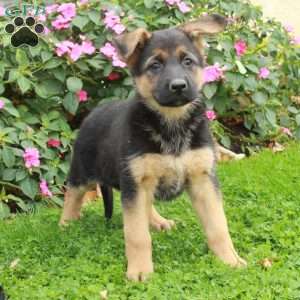 Bess, German Shepherd Puppy