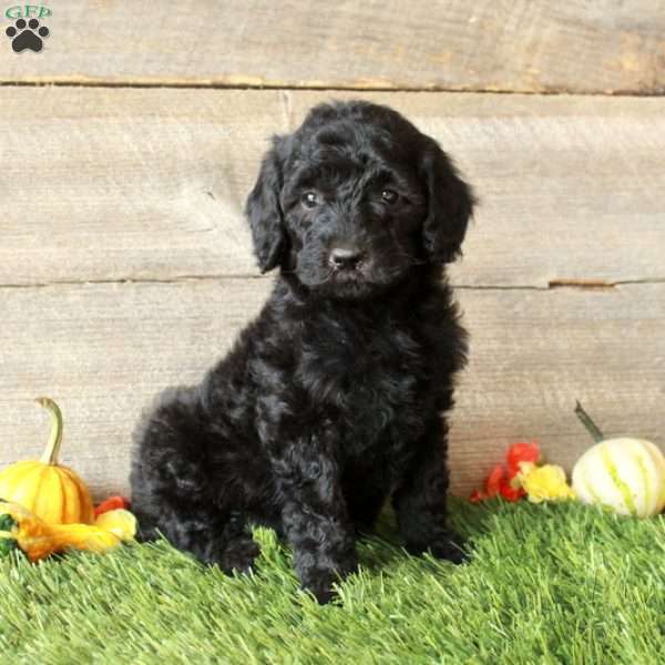 Beth – Moyen, Standard Poodle Puppy
