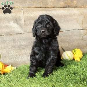 Beth – Moyen, Standard Poodle Puppy