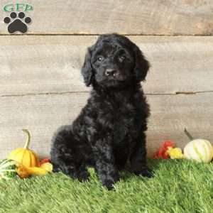 Beth – Moyen, Standard Poodle Puppy