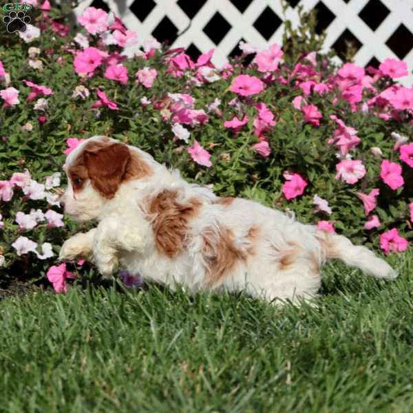 Betsy, Cavapoo Puppy