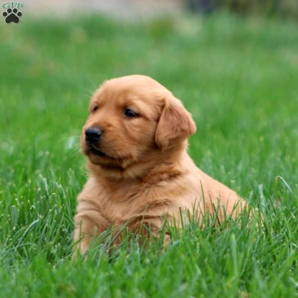 Betsy, Golden Retriever Puppy