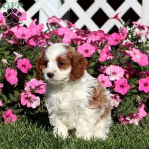 Betsy, Cavapoo Puppy