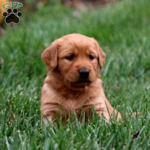 Betsy, Golden Retriever Puppy