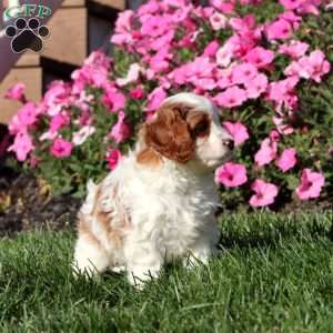 Betsy, Cavapoo Puppy