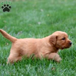 Betsy, Golden Retriever Puppy