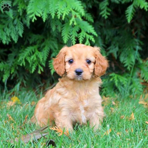 Betty, Cavapoo Puppy