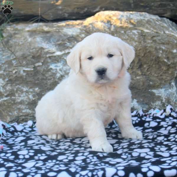 Betty, English Cream Golden Retriever Puppy