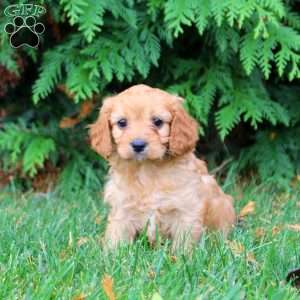 Betty, Cavapoo Puppy